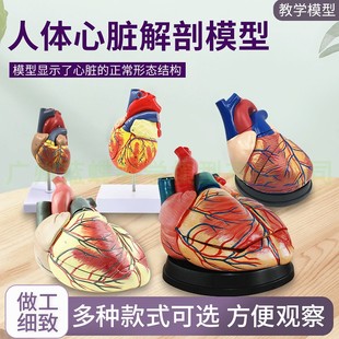 11心脏模型心脏，解剖模型医学教学心脏，模型心脏彩超用模型
