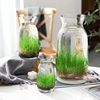 水培植物水草泥种植草微景观桌面生态瓶透明创意玻璃瓶鱼缸造景