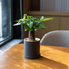 mofacoco好养迷你发财树小盆栽办公室内桌面，净化空气绿植开业乔迁