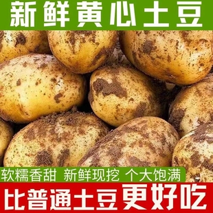 7黄皮大土豆马铃薯大洋芋，新鲜蔬菜黄皮黄(黄皮黄)心产地直发