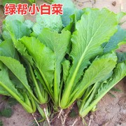 绿帮小白菜种子青菜种籽北京小白菜四季蔬菜庭院油菜蔬菜种子