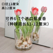 水培郁金香器皿玻璃花盆水养植物，水仙花瓶绿萝水培花卉送石头