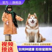 纯种阿拉斯加犬熊版巨型犬雪橇犬，活的正宗宠物狗小狗阿拉斯加幼犬