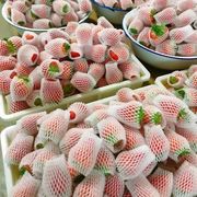 5斤装夏季商用草莓现摘新鲜草莓糖葫芦奶茶店蛋糕装饰原材料产地