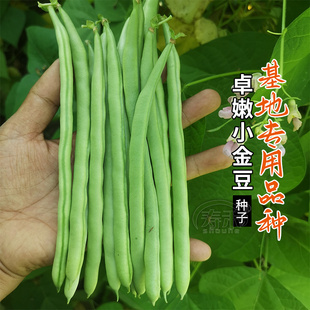 宁芸嫩玉小金豆种子菜种青豌豆种籽四季豆蔬菜孑秋豆角籽种大全