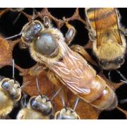 意蜂蜂王意蜂王生产王处王产卵王蜜蜂王蜜型蜂王活体蜜蜂蜜型意蜂