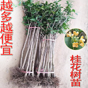 桂花树苗园林庭院开花植物绿化工程苗木，金桂丹桂四季常青八月桂