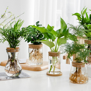 透明简约创意水培植物带木塞玻璃花瓶水养绿萝九里香盆栽插花瓶