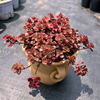 小球玫瑰多肉带盆四季好养易度夏(易度夏)耐寒网红植物室内萌物