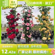 1米6大苗蔷薇花苗藤本，月季特大花爬藤植物，四季开花卉盆栽玫瑰
