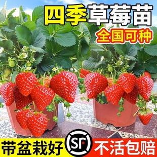 四季草莓苗奶油红颜草莓秧，大棚种植草莓盆栽，当年结果新苗带土果苗