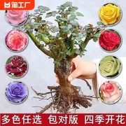 玫瑰花苗月季盆栽树苗四季开花老桩浓香花卉植物苗特大花好养阳台