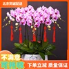 北京同城配送蝴蝶兰，盆栽鲜花真兰花盆景，年宵室内客厅花卉