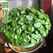 铜钱草水培植物办公室桌面盆栽金钱草花卉室内水养绿植迷你绿植定