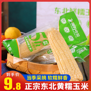 东北黄糯玉米粘黏甜玉米棒，新真空包装即苞米，鲜非转基因260g*8根