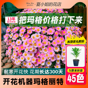 玛格丽特四季种开花阳台盆栽花苗花卉庭院室内室外好养易活的植物