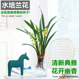 水培植物兰花墨兰石斛兰盆栽客厅室内桌面蝴蝶兰水养绿植盆景花卉