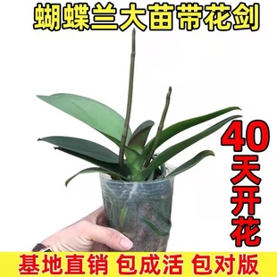 蝴蝶兰花苗带花带花苞盆栽兰花大苗客厅室内植物花卉四季开趣味