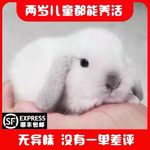 网红宠物兔子霜白垂耳兔活物，白色侏儒兔长不大适合小孩子养的宠物