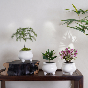 雅乐之舞盆栽罗汉松南洋杉室内桌面迷你创意小绿植物四季好养花卉