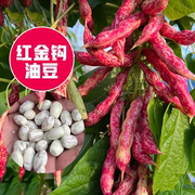 红金钩油豆种子四季豆种籽面豆角早熟春季菜种孑禾之元蔬菜种子