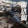 活体鞭蝎雷达蝎雨林型，宠物爬虫蝎，幼体1-1.5cm鞭蝎苗子另类宠物