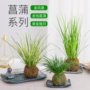 苔藓球小盆栽微型盆景水培植物绿植办公室内迷你花卉盆栽文竹菖蒲