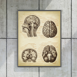 人体大脑头颅解剖图复古医学装饰画，神经外科类挂画医生办公室摆画