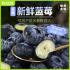 老爸评测云南蓝莓鲜果，时令新鲜水果孕妇宝宝当季蓝梅现摘工厂发