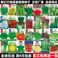 四季播盆栽阳台，庭院香菜黄蔬菜(黄蔬菜)种子