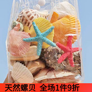 天然大海螺贝壳海星海，螺壳鱼缸造景海星贝壳，儿童幼儿园diy手工玩