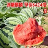 8424麒麟无籽西瓜种子籽特大高产巨型甜王薄皮小四季盆栽水果种孑