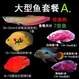 财神鱼招财鱼七彩银龙鱼玉面鱼 地图鱼鹦鹉鱼合集套餐
