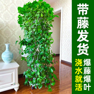 绿萝长藤款盆栽植物室内花吸甲醛新房客厅净化空气绿植绿箩垂吊兰