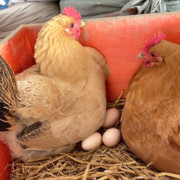 农家山林放养无腥味营养月子土鸡蛋一斤约12个至13个 拒收不售后
