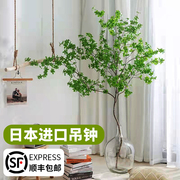 日本吊钟植物水养鲜切枝条室内客厅，进口马醉木水培绿植活树盆栽花