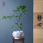 中国风青花瓷花盆陶瓷中式家用蝴蝶兰专用客厅摆件兰花三角梅蕙兰