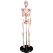 速发45cm高人体(高人体)骨骼，模型骨架骷髅骨头，架子医学生小白教学模具