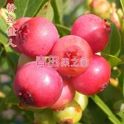 蓝莓树苗粉红佳人 粉红柠檬水蓝莓苗 粉红蓝莓苗当年结果