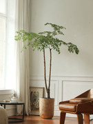 大型植物幌伞枫幸福树落地室内净化空气吸甲醛大绿植北欧简约盆栽