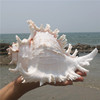天然大海螺贝壳白千手(白千手)螺，家居摆件鱼缸，造景水族箱装饰大贝壳海螺壳
