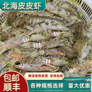 超大皮皮虾鲜活北海濑尿虾特大海鲜水产全母膏虾爬子新鲜蒸熟