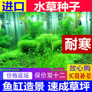 莫斯鱼缸装饰水草种子造景，套餐四季草缸活体淡水植物泥懒人水下籽