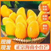 海南小台农芒果新鲜10斤小台芒应季时令水果，当季芒果整箱大果