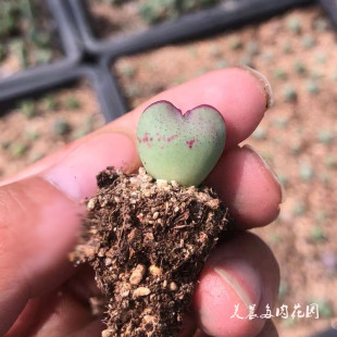 多肉植物优选心形矮胖形少将花卉绿植，盆栽创意生活新手套餐阳台