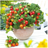 矮生小番茄种籽孑种子苗红圣女果西红柿阳台盆栽菜苗适合春天蔬果