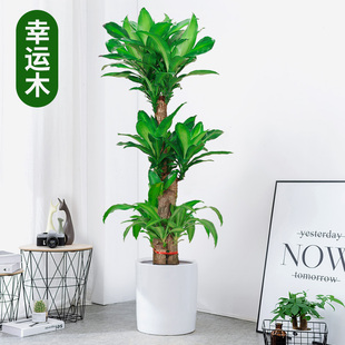 大型巴西木盆栽大绿植，防辐射观叶办公室室内客厅，吸甲醛植物幸运木