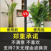 散尾葵肥料营养液凤尾竹肥料，治叶子发黄烂根家用盆栽花卉肥料