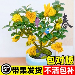 佛手盆栽带果四季好养