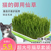 小麦种猫草盆栽水培盒种子懒人猫草幼猫猫咪零食麦子种植盘子器皿